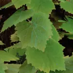 SavrenX Crisp Flora V1.0