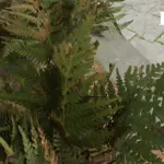Fern HD V1.1