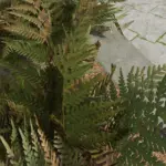 Fern HD V1.1