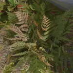 Fern HD V1.1