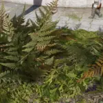 Fern HD V1.1