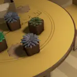 ALIEN SUCCULENTS - More Varied Succulent Colours