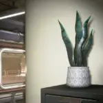 ALIEN SUCCULENTS - More Varied Succulent Colours