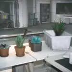 ALIEN SUCCULENTS - More Varied Succulent Colours