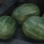 2k-Melon2