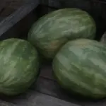 2k-Melon3