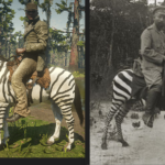 A-Zebra2