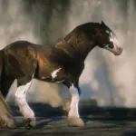 Accurate Gypsy Cob5