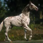 Akhal-Teke-Horse-Breed3