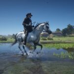 Alternative-arabian-horse