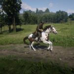 American-Paint-Horse3