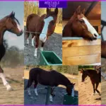 American Quarter Horse by MDBranth3