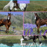 American-Quarter-Horses3-scaled-1