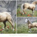 Andalusian-Palomino-Horses3-scaled-1