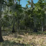 Annesburg-Rainforest2