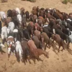 Another-Horse-Overhaul-Mod