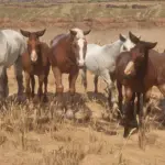 Another-Horse-Overhaul-Mod2
