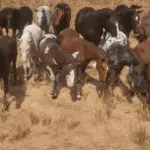 Another-Horse-Overhaul-Mod3