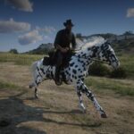 Appaloosa