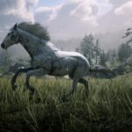 Appaloosa2