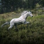 Appaloosa3