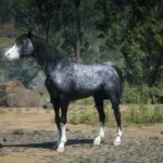 Arabian-Coats-scaled-1