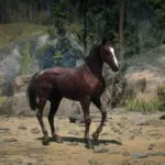 Arabian-Coats3-scaled-1
