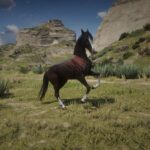 Arabians3