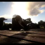 Australian-Magpie-and-Raven2