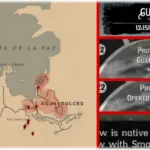 Beta-Guarma-Restoration-Project2