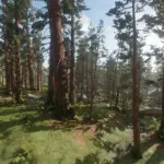 Beta-Redwood-Textures3