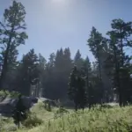 Big-Valley-Reforestation-Project4