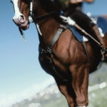 Breast-Collars-for-Horses4-scaled-1