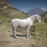 Camargue-Horse2