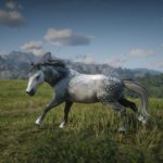 Camargue-Horse3