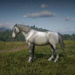 Camargue-Horse4