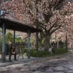 Cherry-Blossoms-in-Saint-Denis3