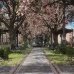 Cherry-Blossoms-in-Saint-Denis4