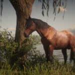 Chincoteague-Pony-Pack4