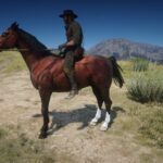 Crossbreed-Horses