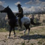 Crossbreed-Horses2
