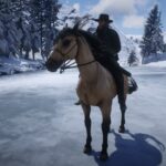 Crossbreed-Horses3