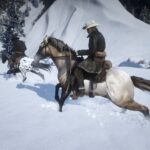 Crossbreed-Horses4