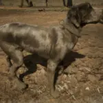 Cut-Content-Dogs-Unlocked-for-SP2