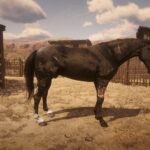 Dark-Horse2-1