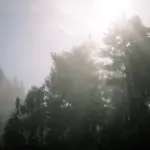Darkrock-Grizzlies5