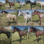 Deleted-Horse-Coats-Restored