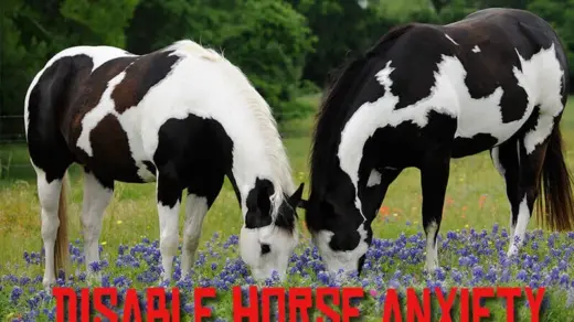 Disable-horse-anxiety