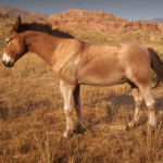 Donkeys4