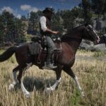 Dutch-Warmblood